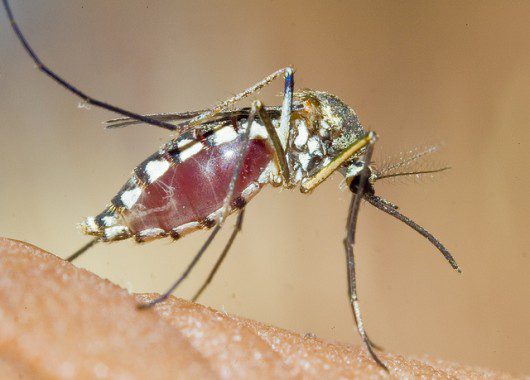 genetically_modified_mosquitoes