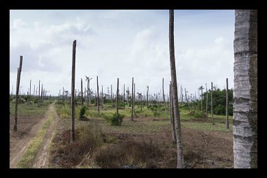 mozambique's_coconut_groves