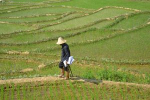 Food Security in China