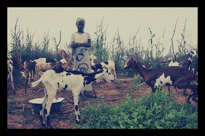 Niger's 3N Initiative to Improve Food Security