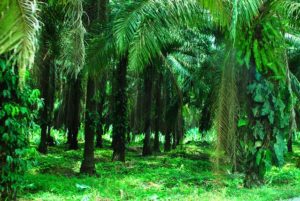 poverty and environmentalism in Costa Rica