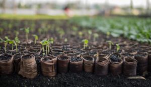 Poverty and income diversification 