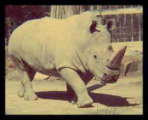 Poaching Poverty