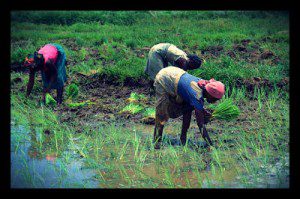 regional-food-security-in-indonesia