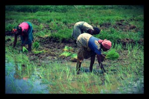 regional-food-security-in-indonesia