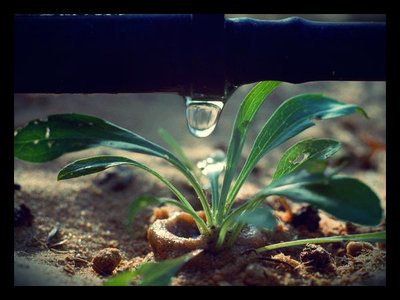 rsz_drip_irrigation