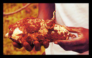 rwanda cooperation ituze us uadf agriculture cassava development