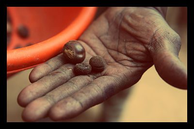 shea_butter_women_farmers