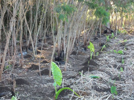 sustainable agriculture in Tonga