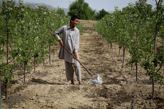 sustainable agriculture in afghanistan