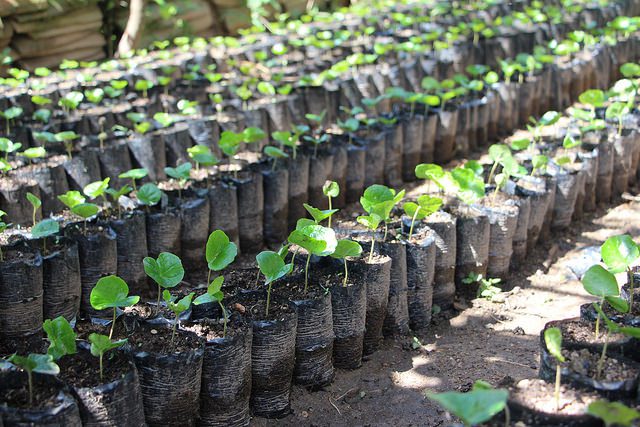 sustainable agriculture in guatemala