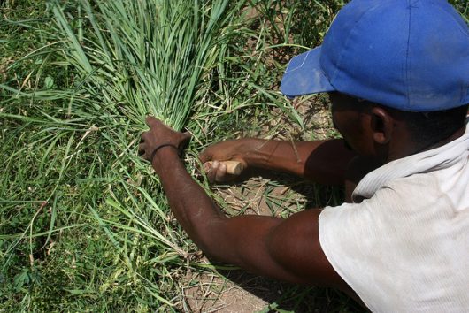 sustainable agriculture in Djibouti
