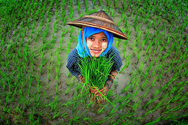 sustainable agriculture in Myanmar