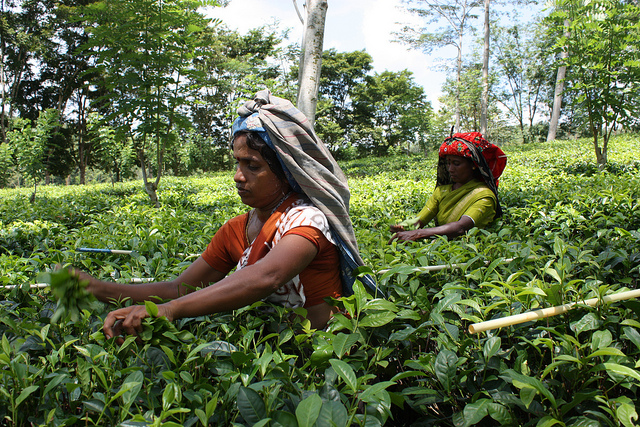 sustainable agriculture in Sri Lanka