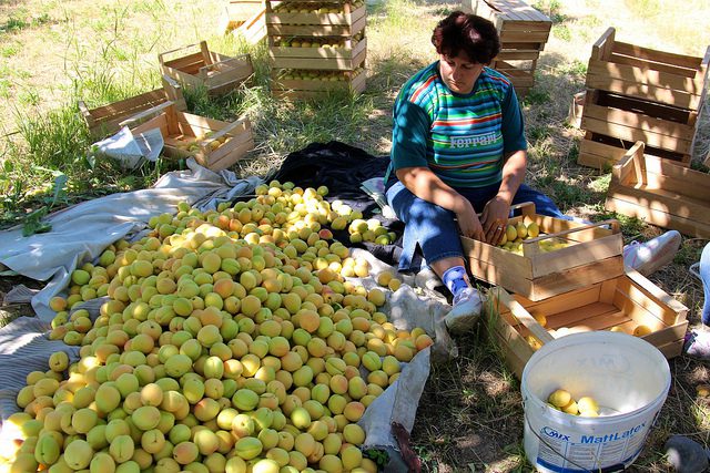 sustainable agriculture in armenia