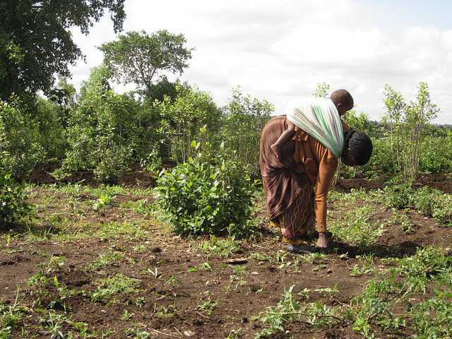 sustainable agriculture in ethiopia