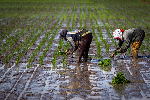 sustainable agriculture in indonesia