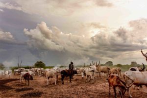 African Safari Foundation
