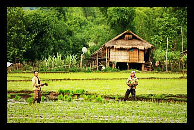 women_rice_farms