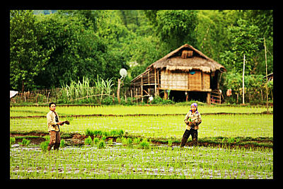 women_rice_farms