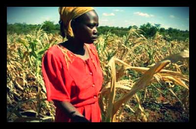 zimbabwe_food_crisis_corn_shortage