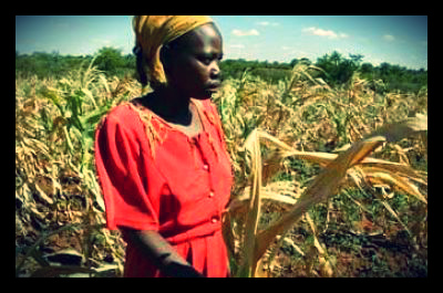 zimbabwe_food_crisis_corn_shortage